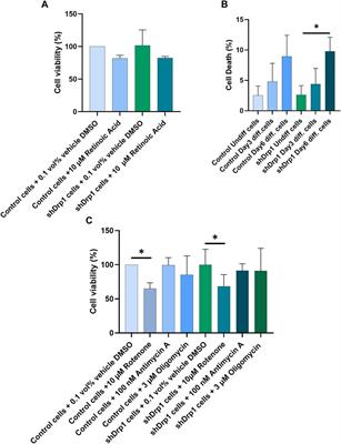 Stable knockdown of Drp1 improves retinoic acid-BDNF-induced neuronal differentiation through global transcriptomic changes and results in reduced phosphorylation of ERK1/2 independently of DUSP1 and 6